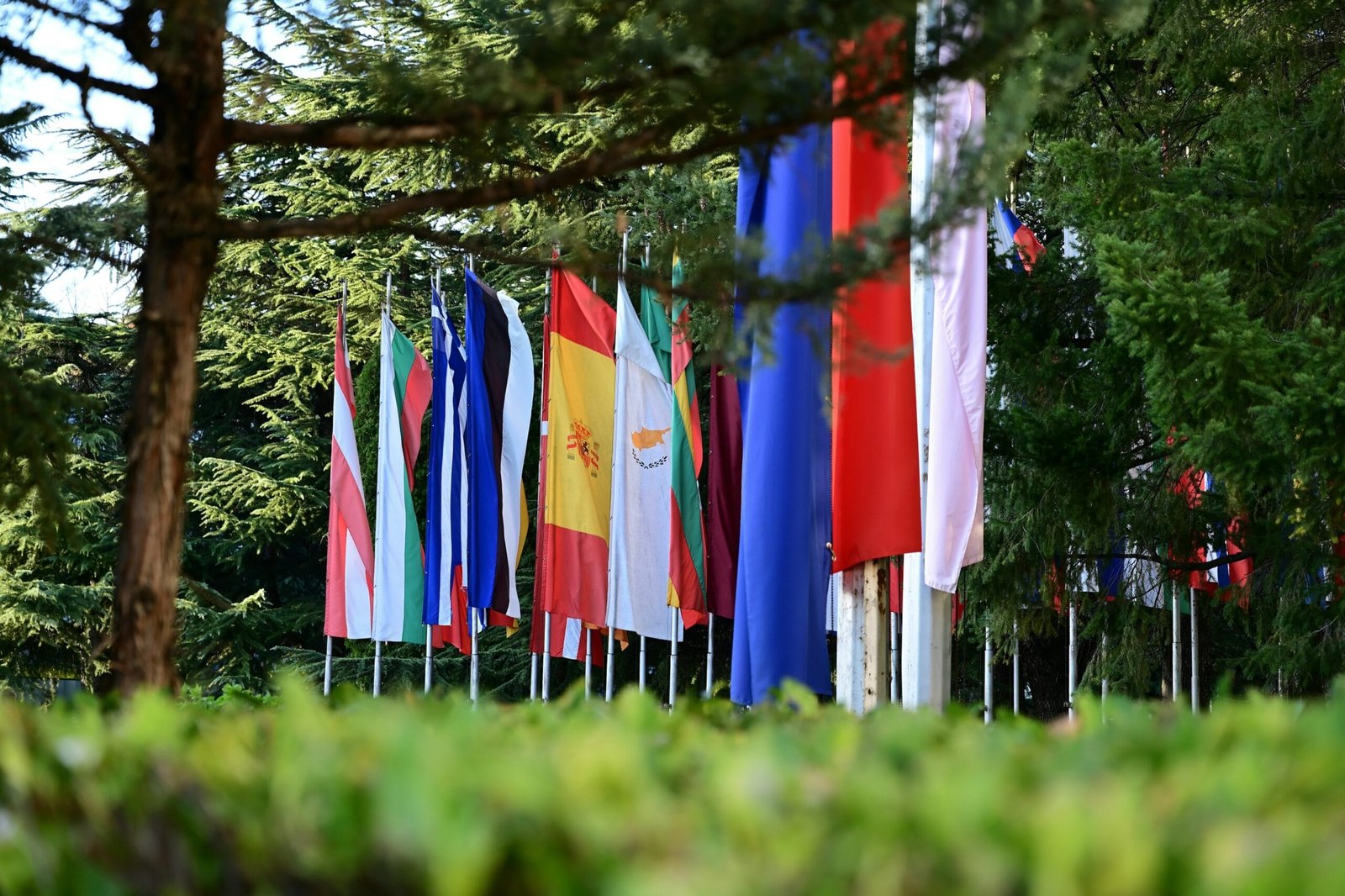 a bunch of flags that are in the grass